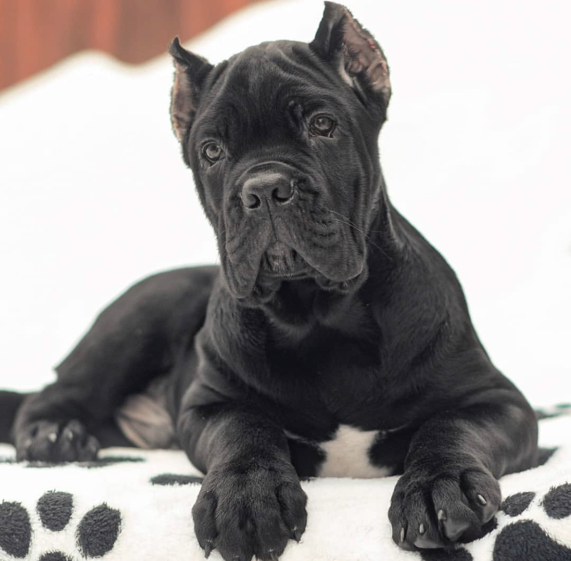 Image of Cane Corso posted on 2022-08-22 04:07:05 from mumbai